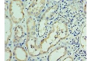 Immunohistochemistry of paraffin-embedded human kidney tissue using ABIN7167670 at dilution of 1:100 (RNLS antibody  (AA 18-342))