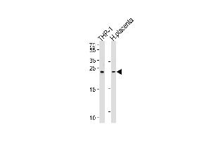 Western blot analysis of lysates from THP-1 cell line and human placenta tissue lysates (from left to right), using HEBP2 Antibody at 1:1000 at each lane.