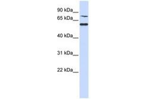 POC1B antibody  (AA 72-121)