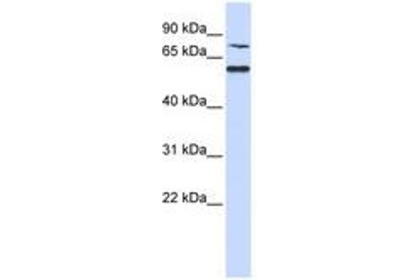 POC1B 抗体  (AA 72-121)