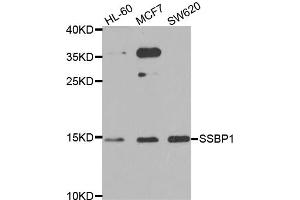 Western blot analysis of extracts of various cell lines, using SSBP1 antibody (ABIN5974202) at 1/1000 dilution. (SSBP1 antibody)