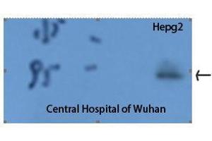Western Blot (WB) analysis: Western Blot (WB) analysis of HepG2 cells using Stat3 Polyclonal Antibody. (STAT3 antibody  (Tyr1229))