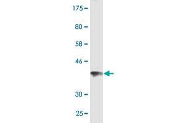 JMJD1C antibody  (AA 2-99)