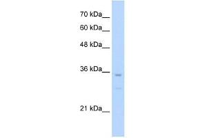 Bapx1 antibody used at 0. (NKX3-2 antibody  (N-Term))