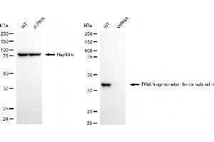 Western blotting analysis using DNA fragmentation factor subunit alpha antibody (ABIN7798363).