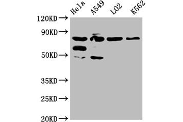 MTRR antibody  (AA 1-725)