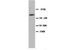 Western blot analysis of rat testicle tissue lysis using COX1 antibody (PTGS1 antibody  (N-Term))