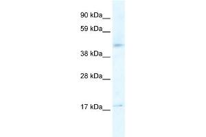 WB Suggested Anti-HTR1F Antibody Titration:  2. (HTR1F antibody  (N-Term))
