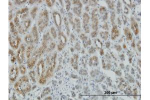 Immunoperoxidase of monoclonal antibody to AEBP1 on formalin-fixed paraffin-embedded human adrenal gland. (AEBP1 antibody  (AA 912-1013))