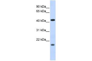 WB Suggested Anti-ING3 Antibody Titration:  0. (ING3 antibody  (Middle Region))