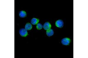 ICC/IF analysis of IL32 in Jurkat cells line, stained with DAPI (Blue) for nucleus staining and monoclonal anti-human IL32 antibody (1:100) with goat anti-mouse IgG-Alexa fluor 488 conjugate (Green). (IL32 antibody  (AA 1-131))