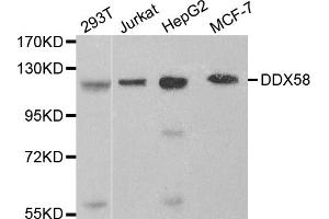 Western blot analysis of extracts of various cell lines, using DDX58 antibody (ABIN5970201) at 1/1000 dilution. (DDX58 antibody)