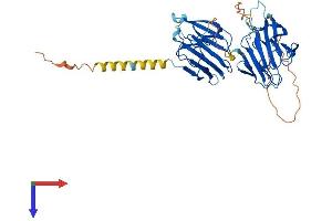 AlphaFold protein structure predicition of Human Recombinant SPRYD3 Protein, UniprotID Q8NCJ5