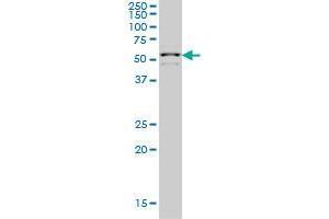 ZNF136 monoclonal antibody (M03), clone 5E9 Western Blot analysis of ZNF136 expression in Hela S3 NE .