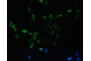 Immunofluorescence analysis of NIH/3T3 cells using SMAD9 Polyclonal Antibody at dilution of 1:100. (SMAD9 antibody)