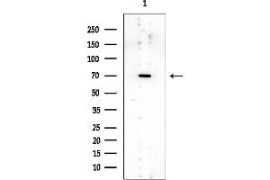 Western blot analysis of lysates from Mouse brain, using MUNC-18a Mouse Monoclonal Antibody at 1/1000 dilution.