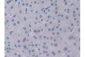 Immunohistochemistry (IHC) image for anti-Neuropilin 2 (NRP2) (AA 231-490) antibody (ABIN7435322)