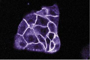 Immunofluorescence staining of MDCK cells (canine kidney, ATCC CCL-34). (ITGA3 antibody  (AA 110-325))
