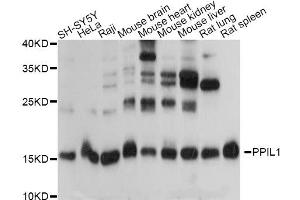 Western blot analysis of extracts of various cell lines, using PPIL1 antibody.