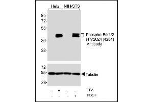 Western blot analysis of extracts from Hela cells, untreated or treated with T (200nM), and NIH/3T3 cells, untreated or treated with PDGF (100 ng/mL), using Phospho-Erk1/2(Thr202/Tyr204) Antibody (upper) or Tubulin (lower). (ERK1/2 antibody  (pThr202, pTyr204))