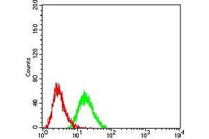 Flow cytometric analysis of HEK293 cells using BMP7 mouse mAb (green) and negative control (red). (BMP7 antibody  (AA 239-431))