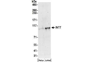 anti-Integrator Complex Subunit 7 (INTS7) (AA 850-900) antibody