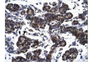 Image no. 2 for anti-SMAD, Mothers Against DPP Homolog 3 (SMAD3) (N-Term) antibody (ABIN202493)
