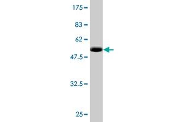 RNF114 antibody  (AA 1-228)