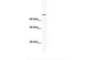 Image no. 1 for anti-Nuclear Factor of Activated T-Cells, Cytoplasmic, Calcineurin-Dependent 2 (NFAT1) (N-Term) antibody (ABIN202952) (NFAT1 antibody  (N-Term))