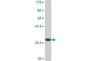 MARCH5 antibody  (AA 1-95)