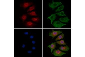 ABIN6262571 and ABIN6277224 staining HepG2 cells by IF/ICC. (Interleukin enhancer-binding factor 3 (ILF3) (Internal Region) antibody)