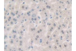 Figure. (GNRH1 antibody  (AA 22-90))