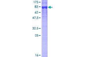 KPNA1 Protein (AA 1-538) (GST tag)