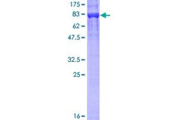 KPNA1 Protein (AA 1-538) (GST tag)