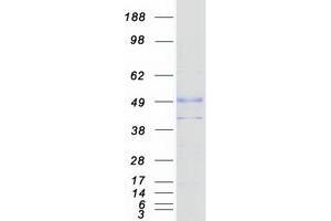 Validation with Western Blot (SLC29A2 Protein (Myc-DYKDDDDK Tag))