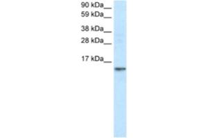 Western Blotting (WB) image for anti-Fatty Acid Binding Protein 7, Brain (FABP7) antibody (ABIN2460822) (FABP7 antibody)