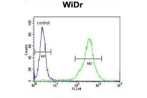Flow Cytometry (FACS) image for anti-Family with Sequence Similarity 3, Member B (FAM3B) antibody (ABIN3002861) (FAM3B antibody)