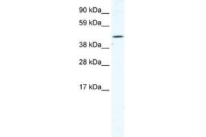 TTC19 antibody (20R-1154) used at 0. (TTC19 antibody  (N-Term))