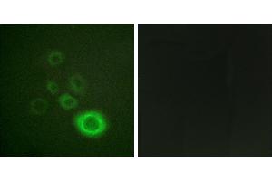 Peptide - +Western blot analysis of extracts from HepG2 cells, using c-Met (Ab-1003) antibody. (c-MET antibody  (Tyr1003))