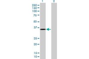 Western Blot analysis of CRHBP expression in transfected 293T cell line by CRHBP MaxPab polyclonal antibody.