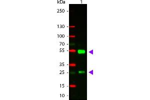 WB - Goat IgG (H&L) Antibody CY3 Conjugated Pre-Adsorbed Western Blot of Donkey anti-Goat IgG Cy3 Conjugated Antibody.
