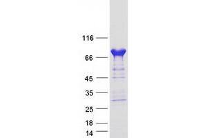 Validation with Western Blot (PDE4C Protein (Transcript Variant 2) (Myc-DYKDDDDK Tag))