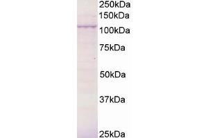 ABIN184592 (0. (BCAR3 antibody  (C-Term))
