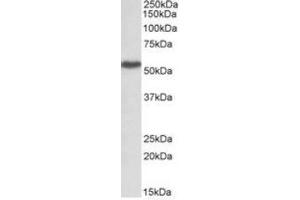 Antibody (1µg/ml) staining of Peripheral Blood Lymphocytes lysate (35µg protein in RIPA buffer).