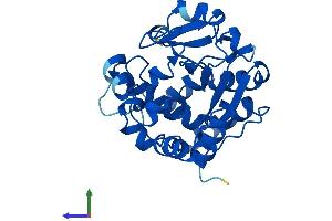 AlphaFold protein structure predicition of Mouse Recombinant Sult3a1 Protein, UniprotID O35403 (Sulfotransferase Family 3A, Member 1 (SULT3A1) (AA 1-293) protein (His tag))