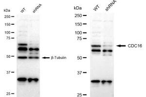 Western blotting analysis using CDC16 antibody (ABIN7798002).