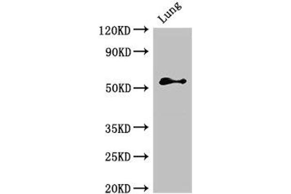 BMPR1B antibody  (AA 14-126)