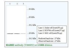 Image no. 1 for anti-Hydroxysteroid (17-Beta) Dehydrogenase 10 (HSD17B10) antibody (ABIN791372) (HSD17B10 antibody)