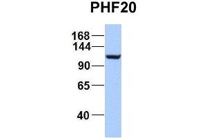 Host:  Rabbit  Target Name:  EGFL8  Sample Type:  Hela  Antibody Dilution:  1. (PHF20 antibody  (C-Term))