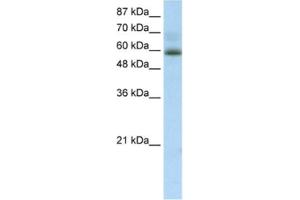 Western Blotting (WB) image for anti-Zinc Finger Protein 307 (ZKSCAN4) antibody (ABIN2461253) (ZKSCAN4 antibody)